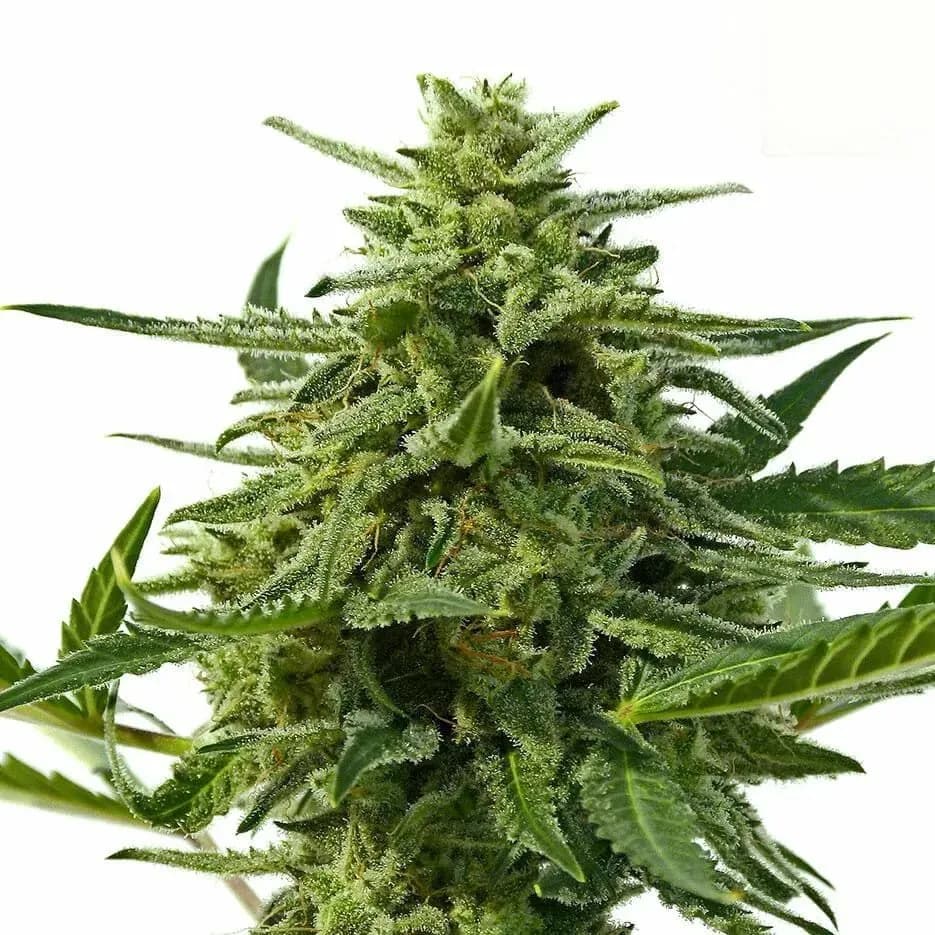 Northern Haze Auto