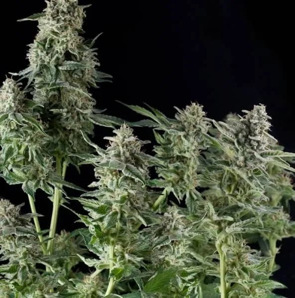 Northern Lights