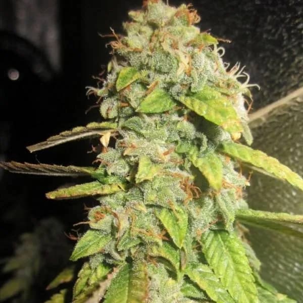 Notorious OG