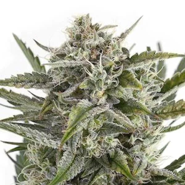 OG Kush