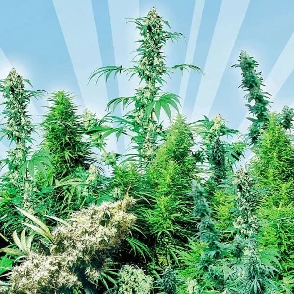 Outdoor Mix