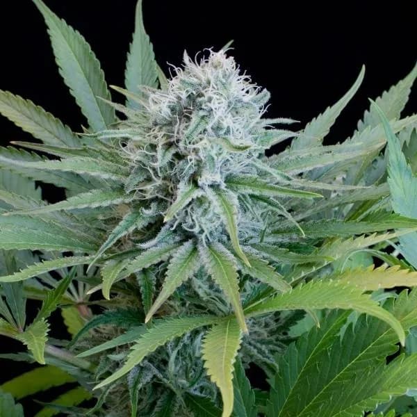 Peach Purée CBD