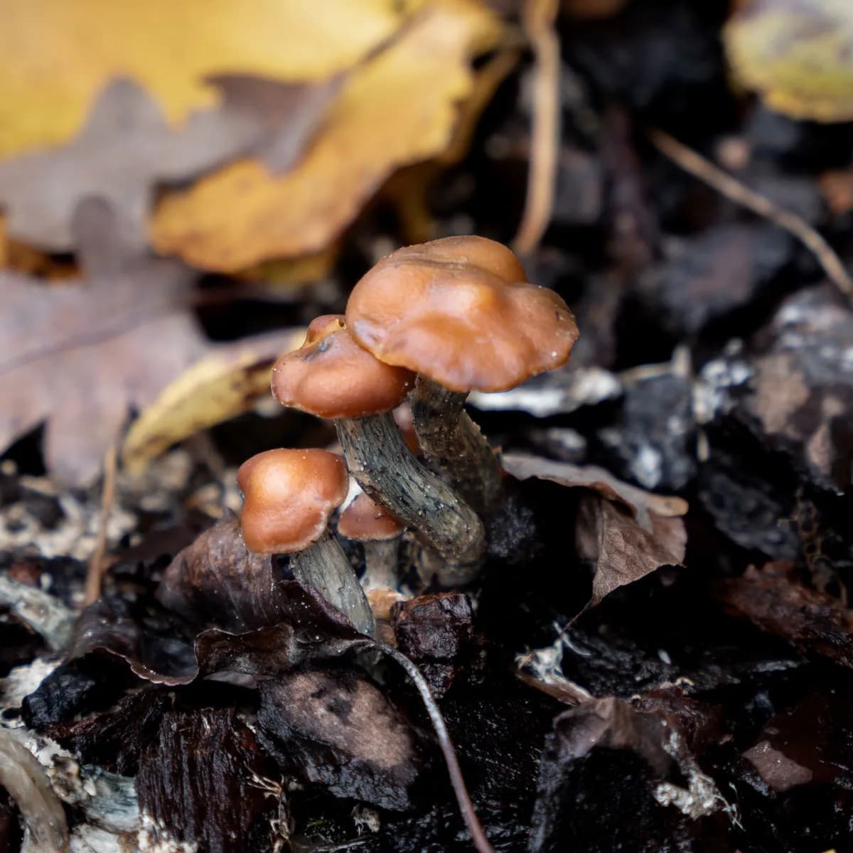 Seringa de Cultura Líquida Psilocybe azurescens (Acid Shroomz)