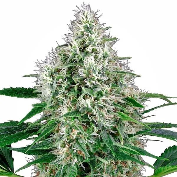 Pure Power Plant Autoflower