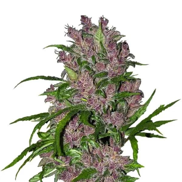 Purple Bud Autoflower