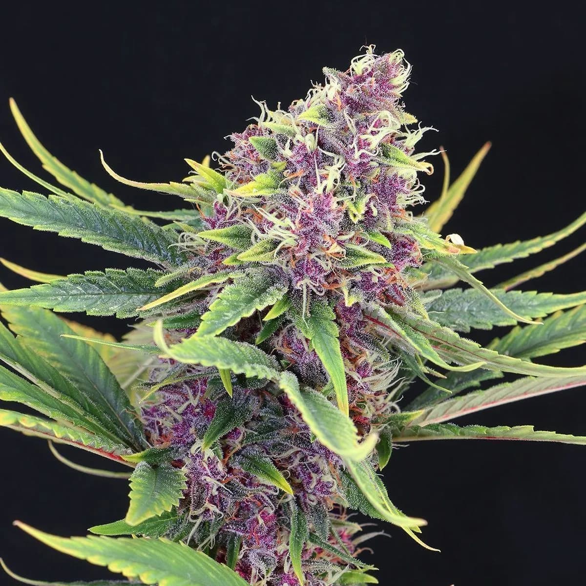 Purple Kush