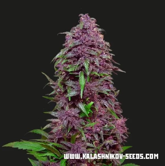 Purple Mazar Auto
