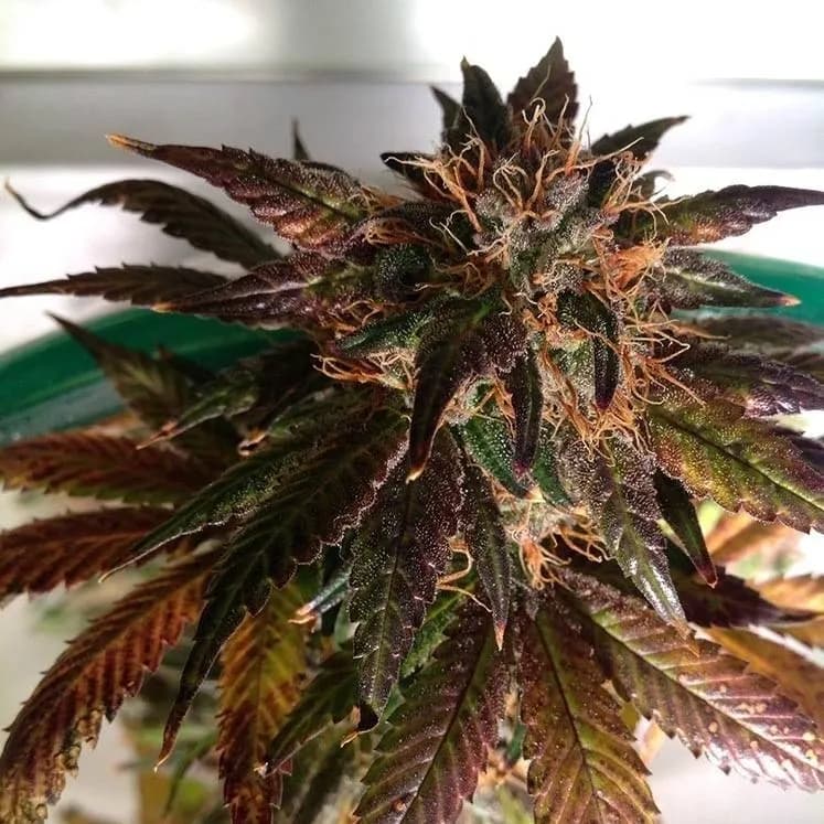 Purple Strawberry Bliss S1