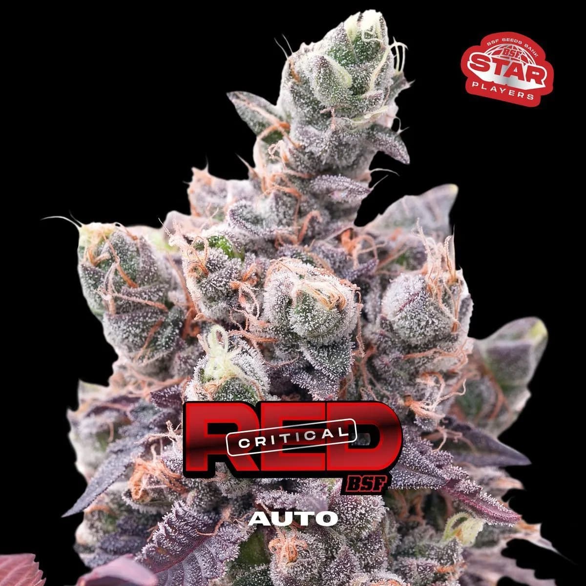 Red Critical Auto