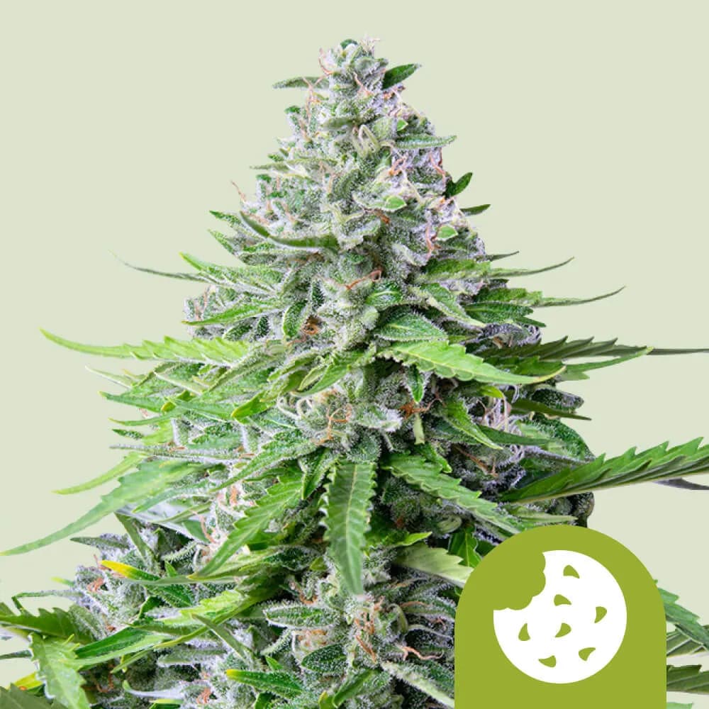 Royal Cookies Autoflower