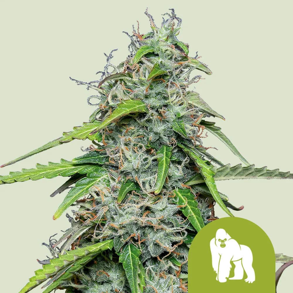 Royal Gorilla Autoflower