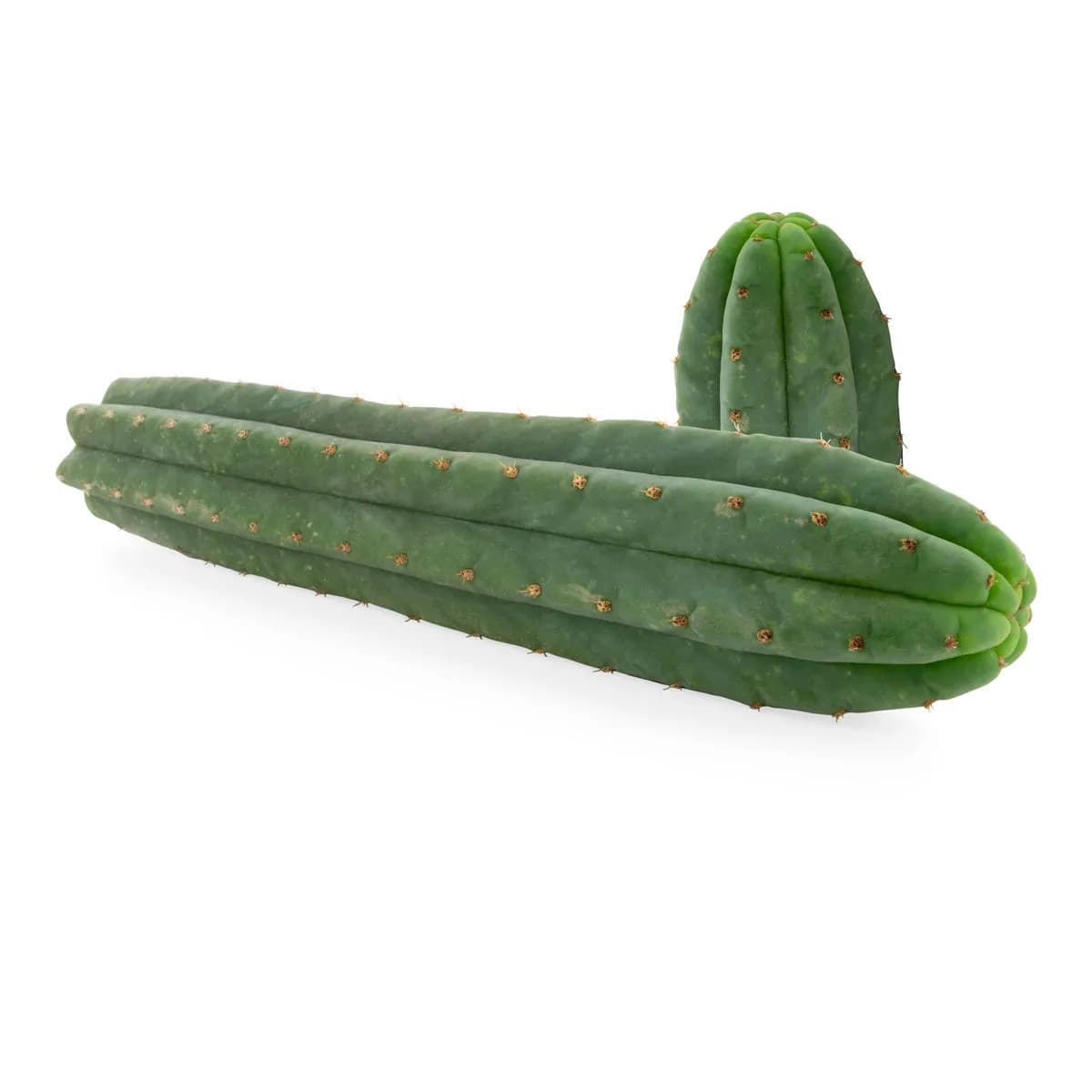 Cacto San Pedro de 7 costelas (Echinopsis pachanoi)