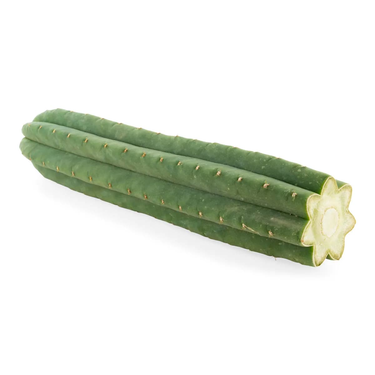 Cacto San Pedro de 7 costelas (Echinopsis pachanoi)