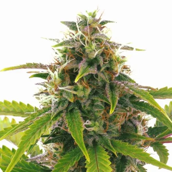 Sensation Haze Auto