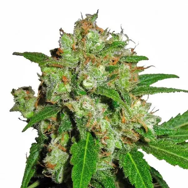 Sensi Skunk