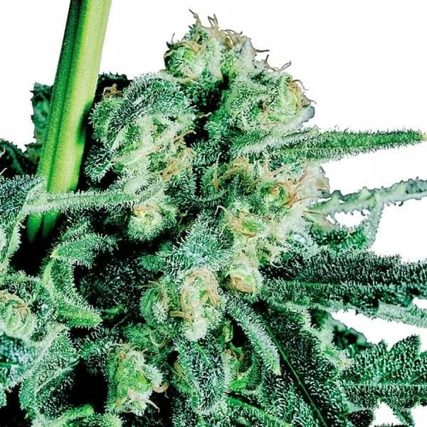 Sensi Skunk