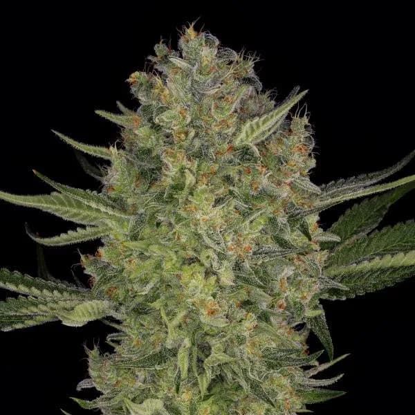 Serious Kush