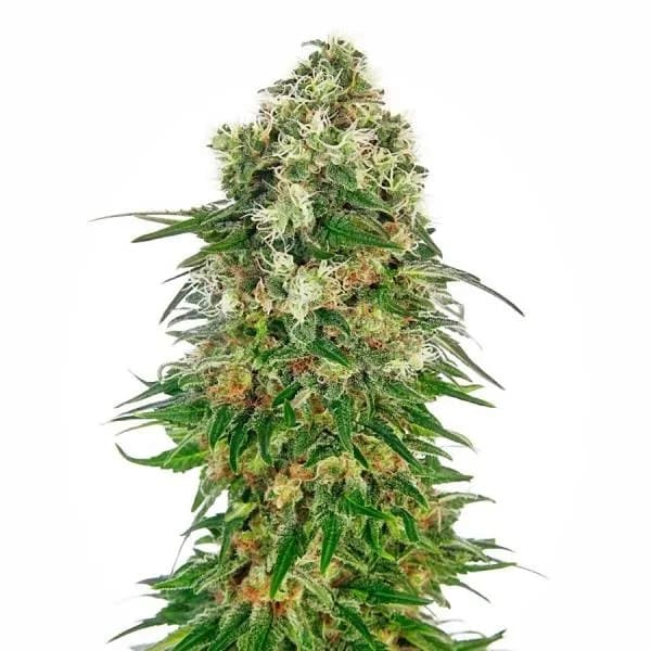 Shiva Skunk Autoflower