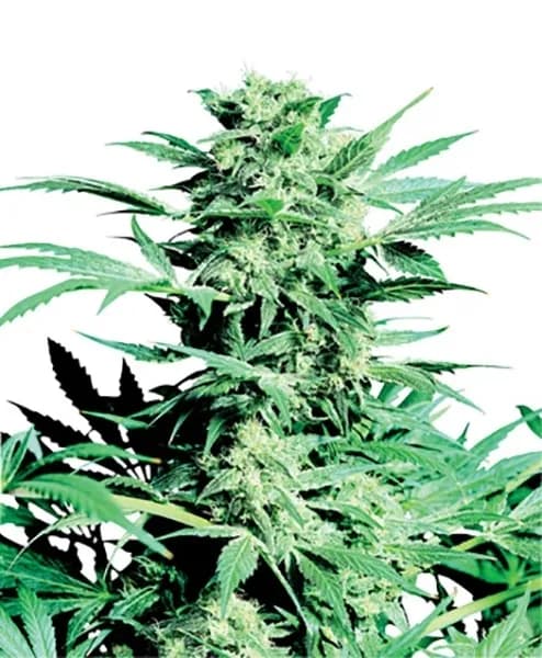 Shiva Skunk