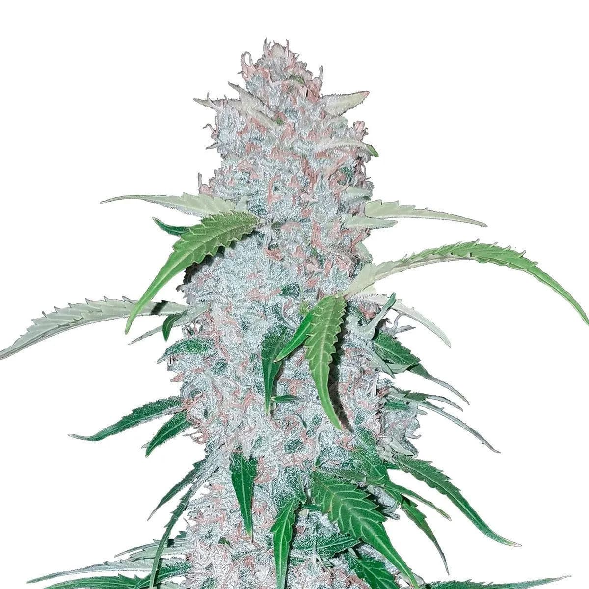 Six Shooter Auto