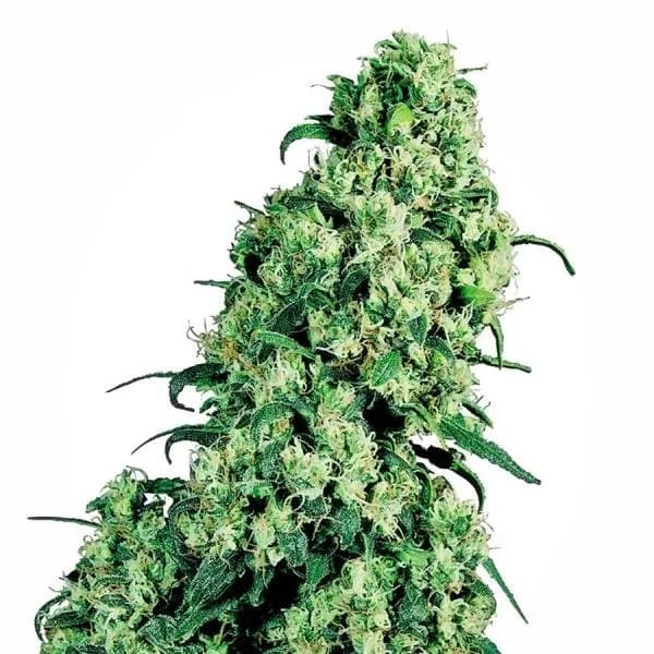 Skunk 1