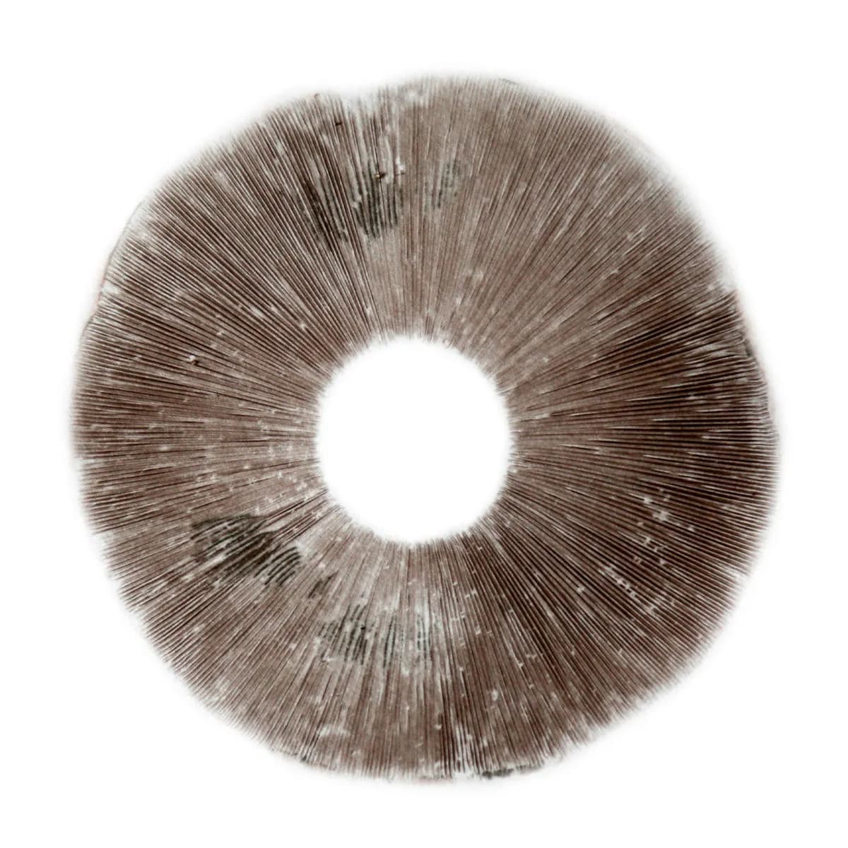 Impressão de Esporos Psilocybe Cubensis B+