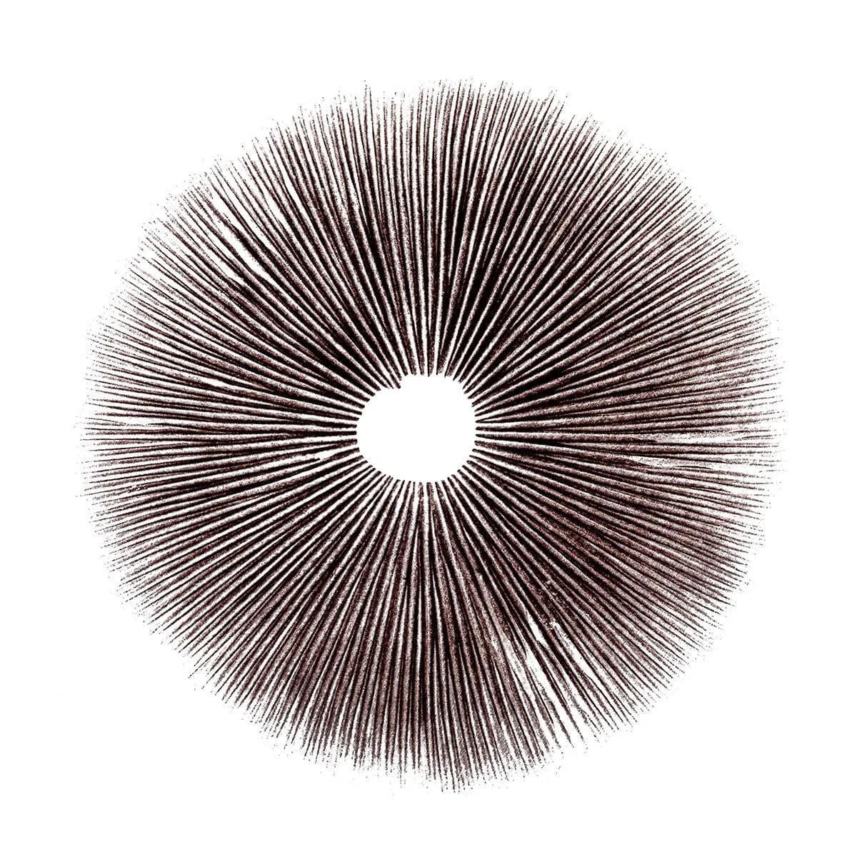 Impressão de Esporos Psilocybe Cubensis Ecuador