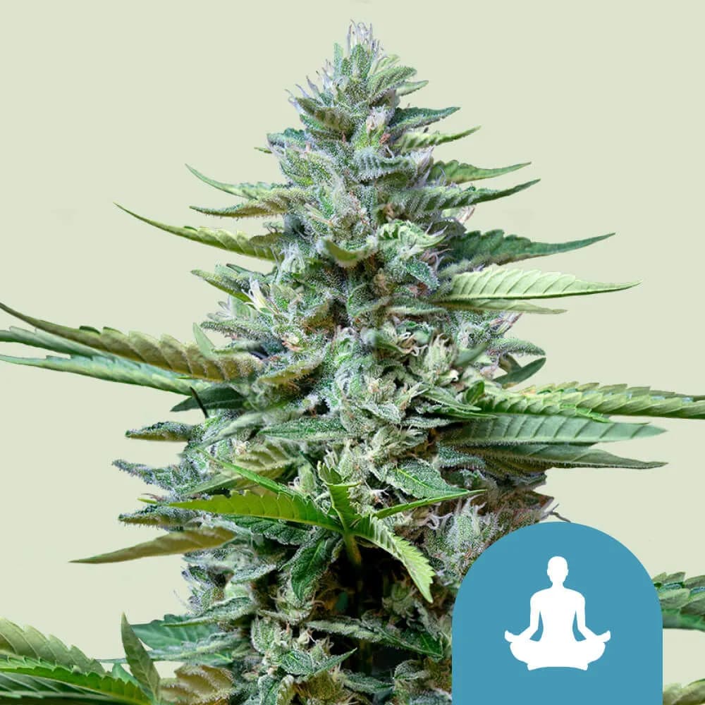 Stress Killer Autoflower