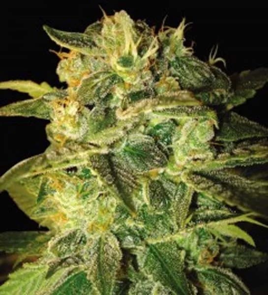Sugar Mango Ryder Autoflower
