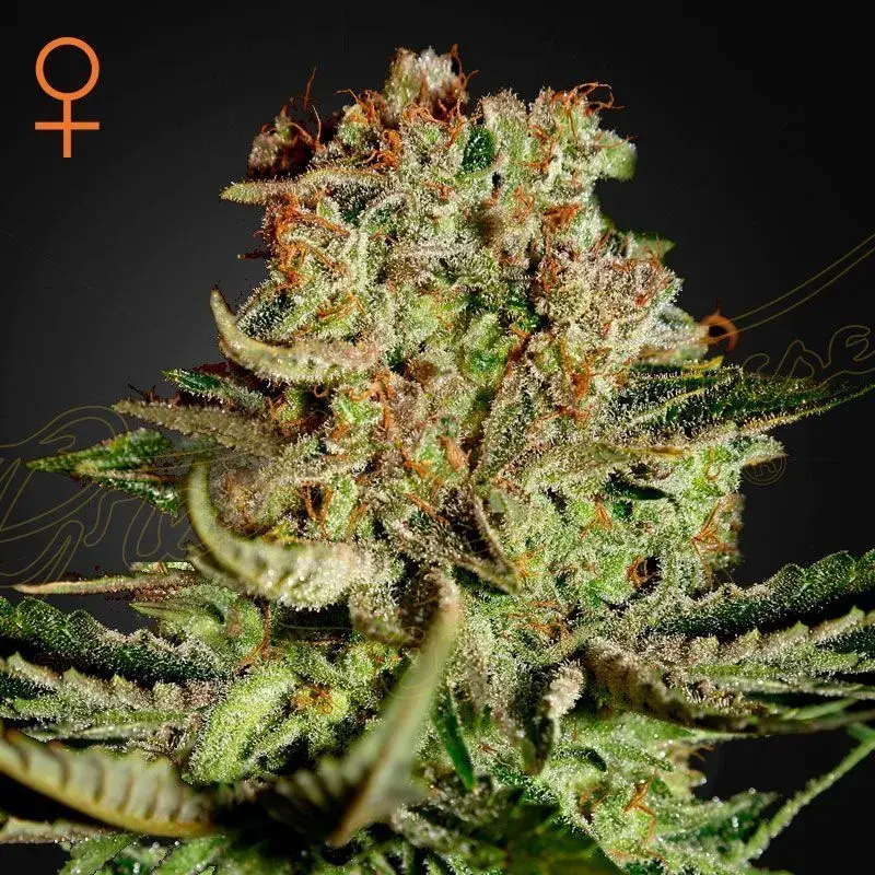 Super Critical