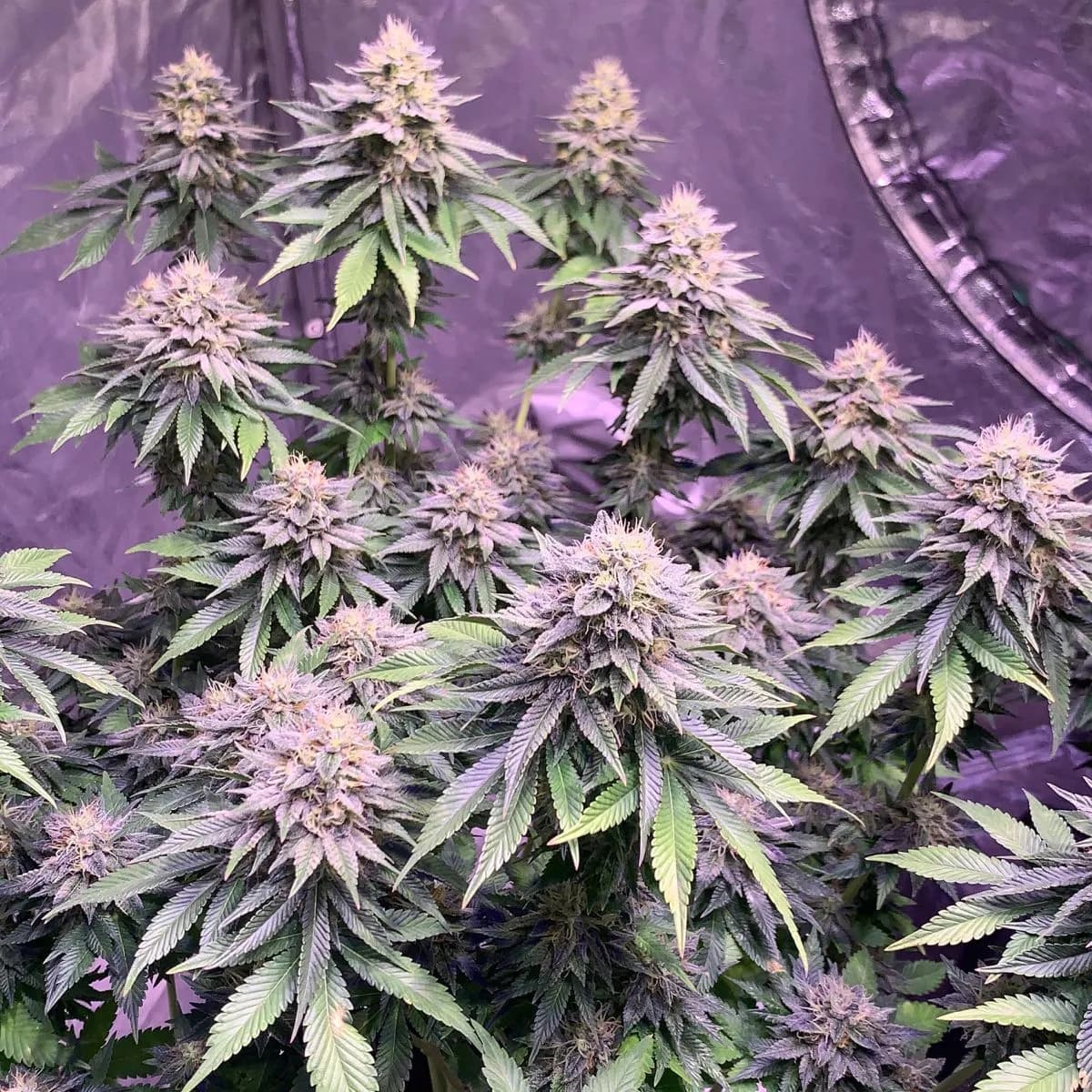 Super Silver Haze