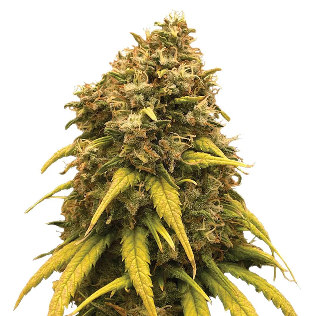 Super Silver Haze
