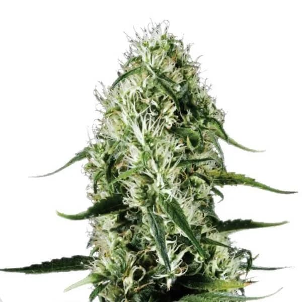 Super Silver Haze
