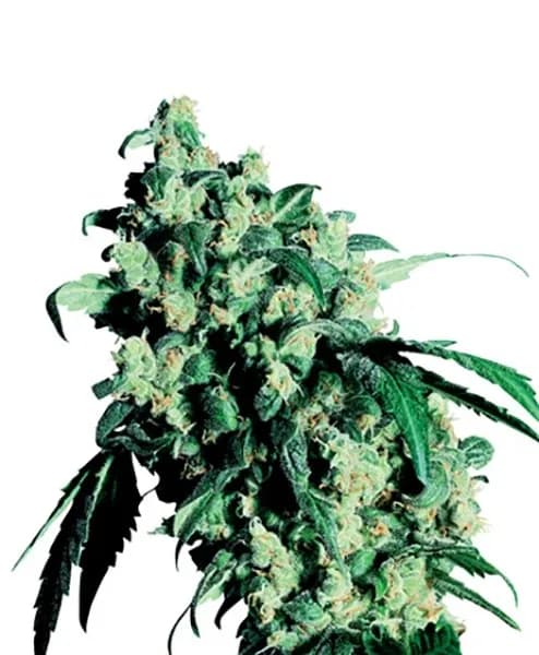 Super Skunk