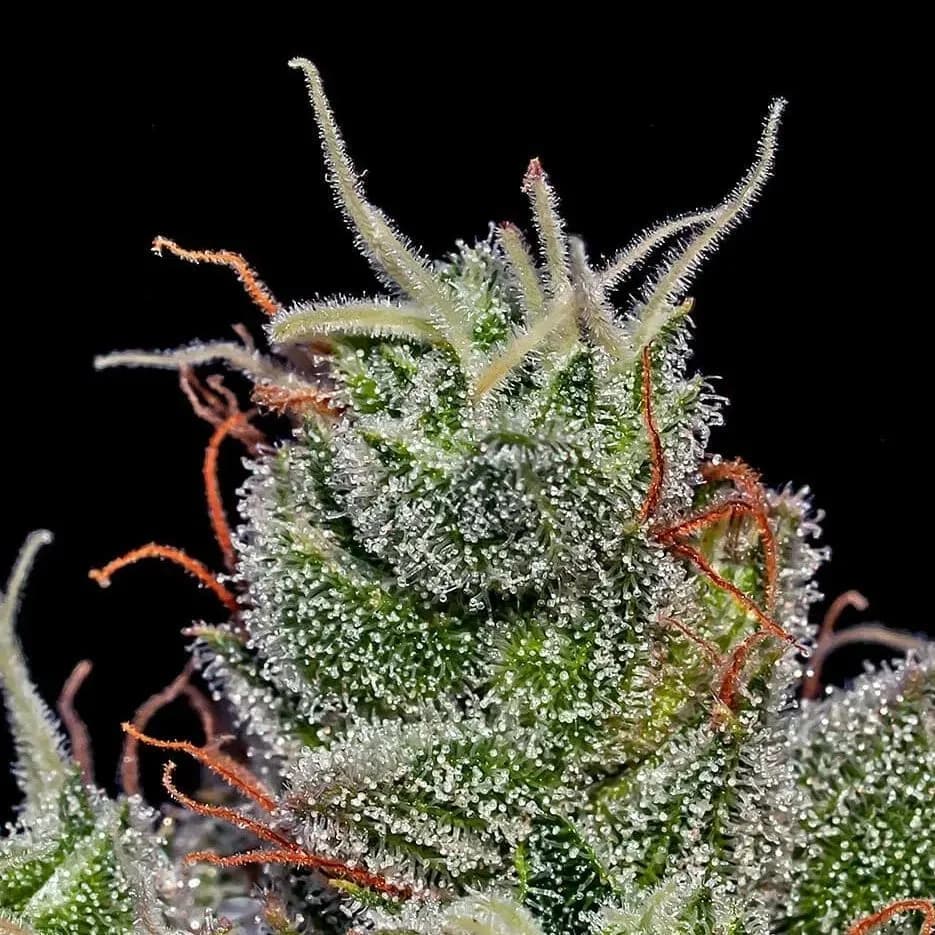 Supercheese Auto