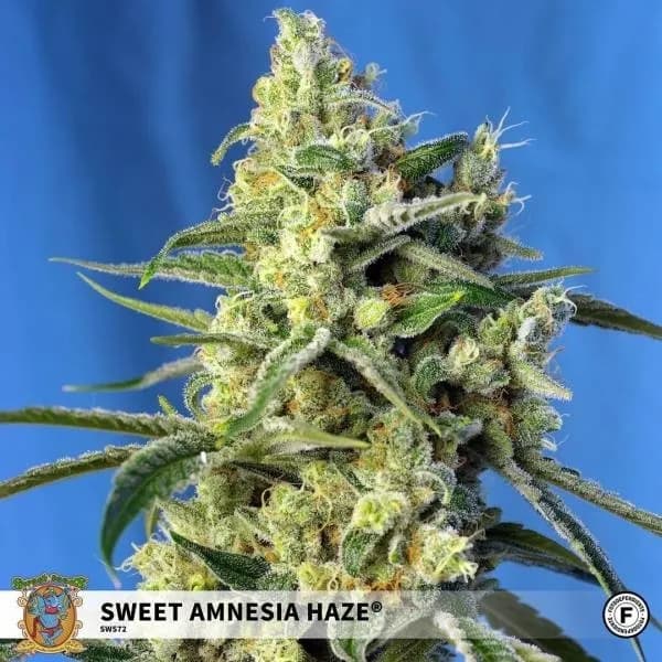 Sweet Amnesia Haze