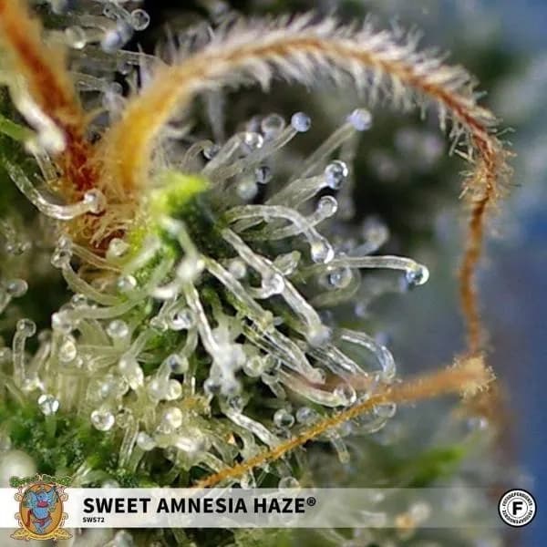 Sweet Amnesia Haze