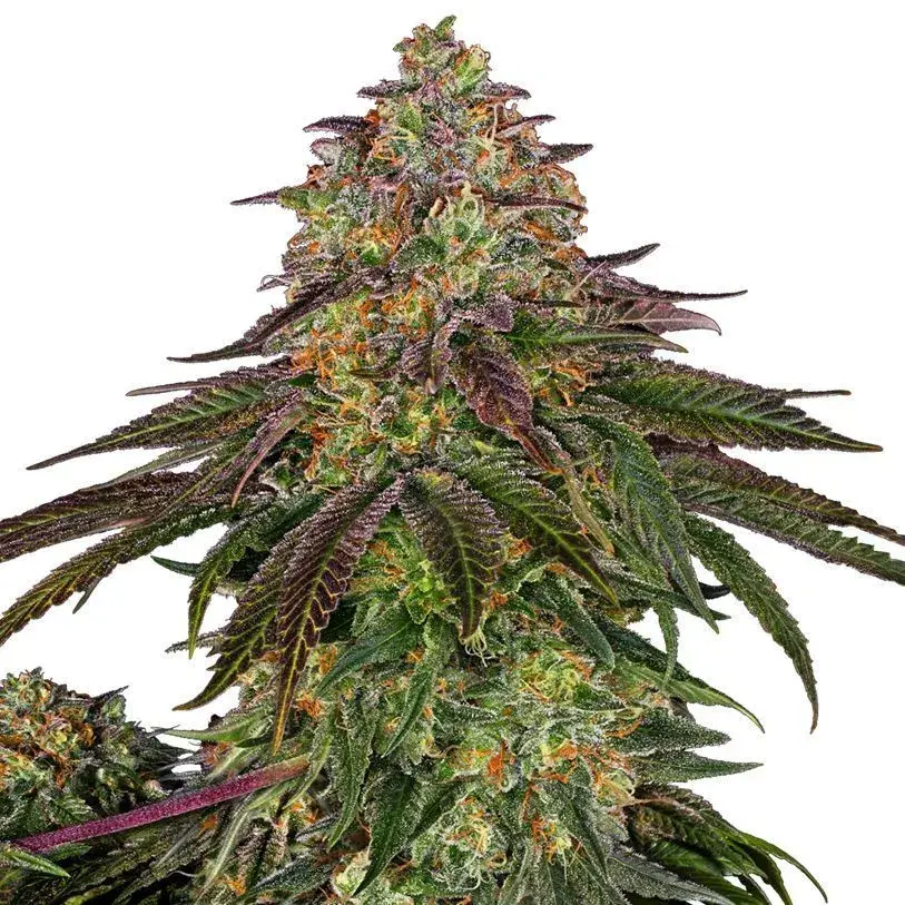 Sweet Cherry Kush
