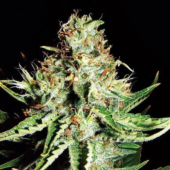 Sweet Cream Auto