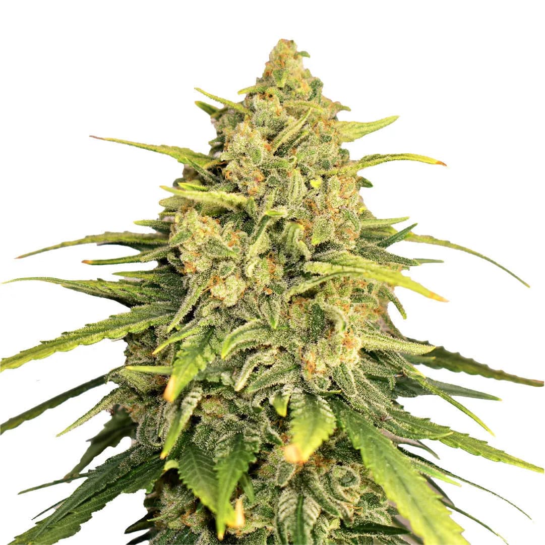 Tangerine G13