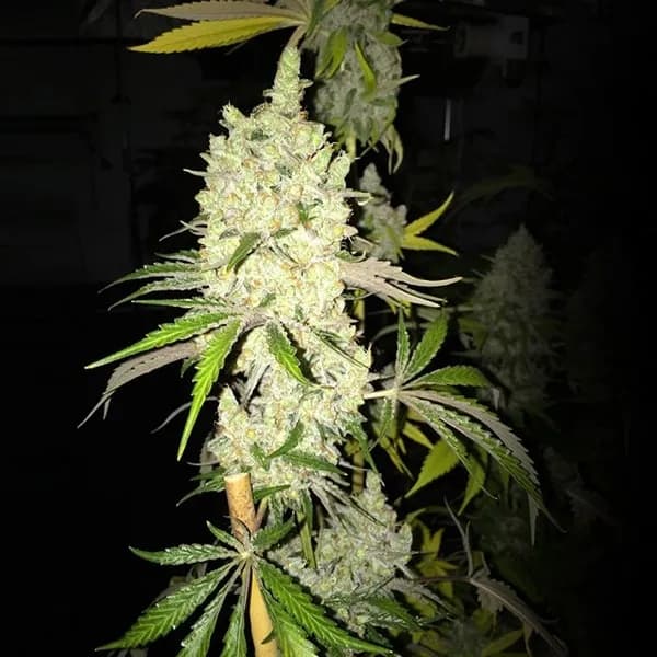 Tangie Ghost Train