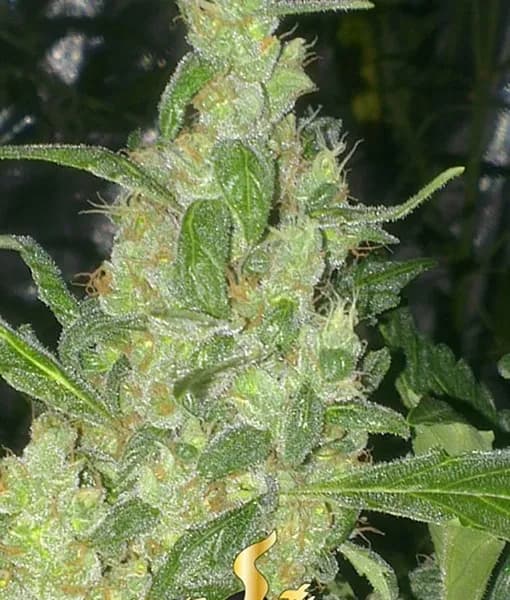 Turing Autoflowering