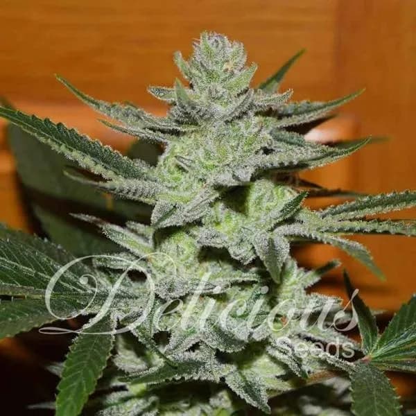 Unknown Kush