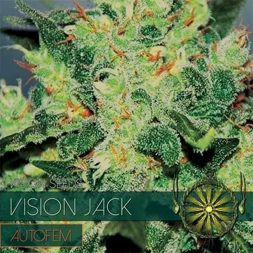Vision Jack Autoflowering