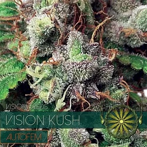 Vision Kush Autoflowering