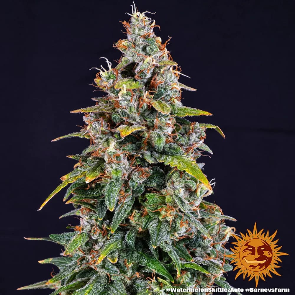 Watermelon Zkittlez
