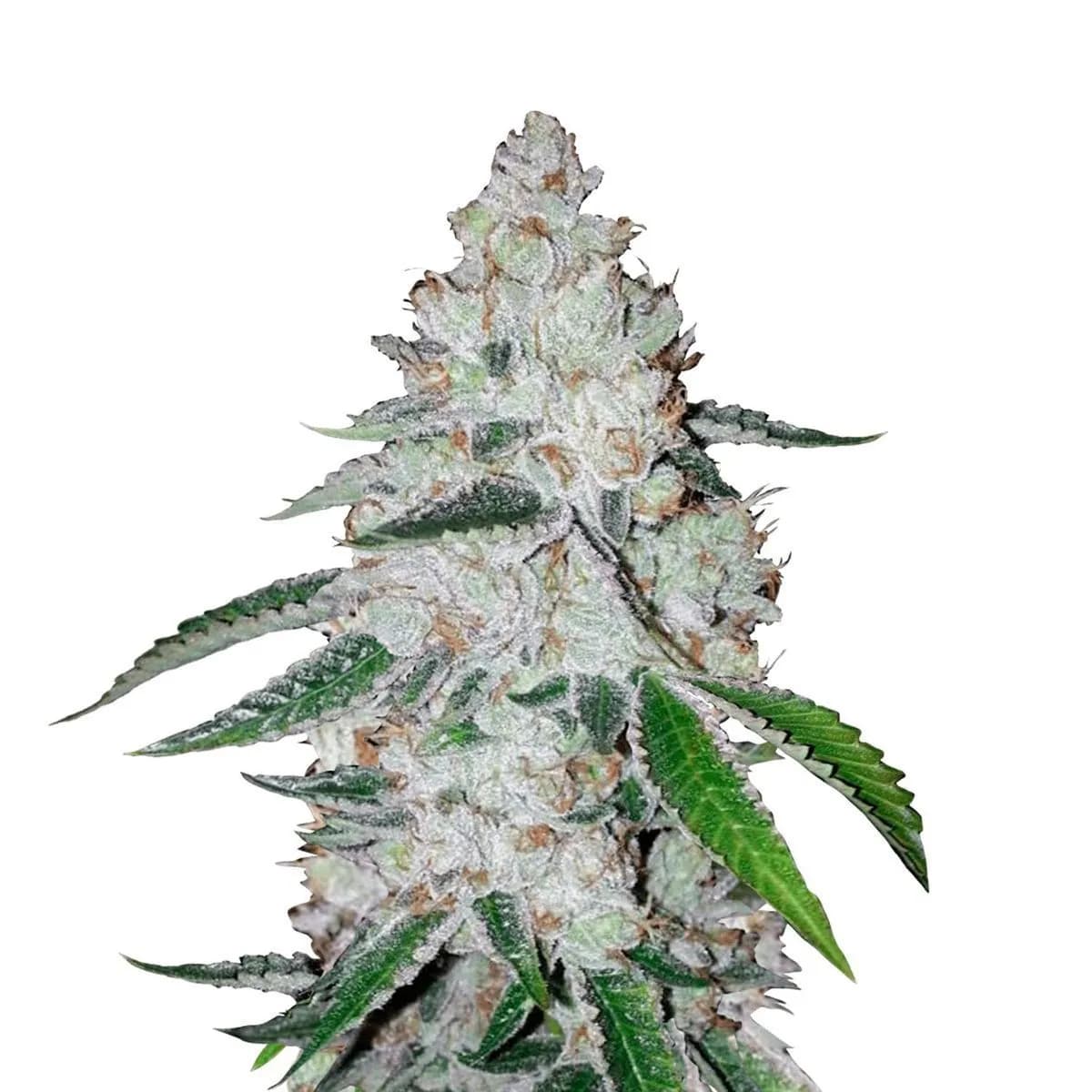 West Coast O.G. Auto