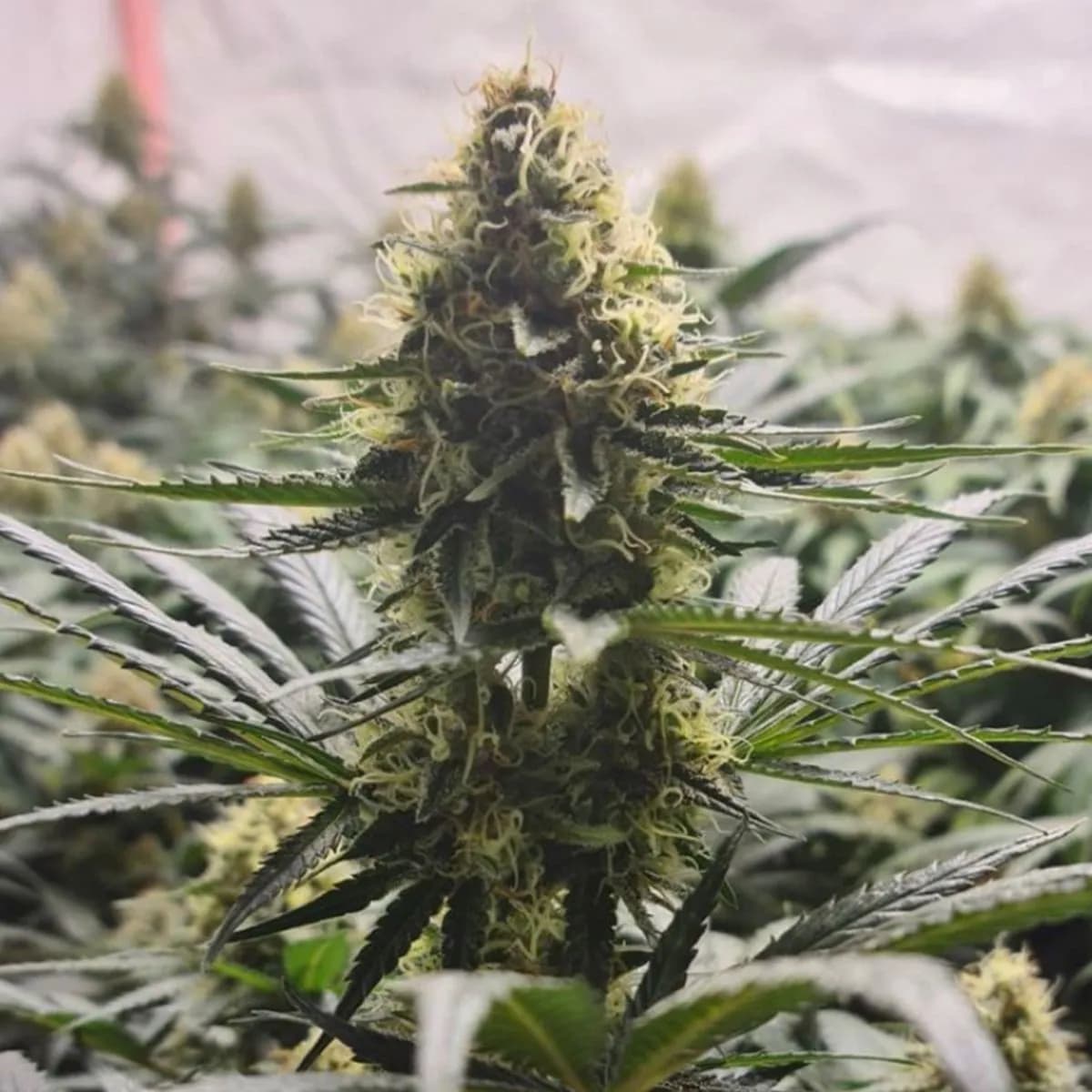 White Choco Haze
