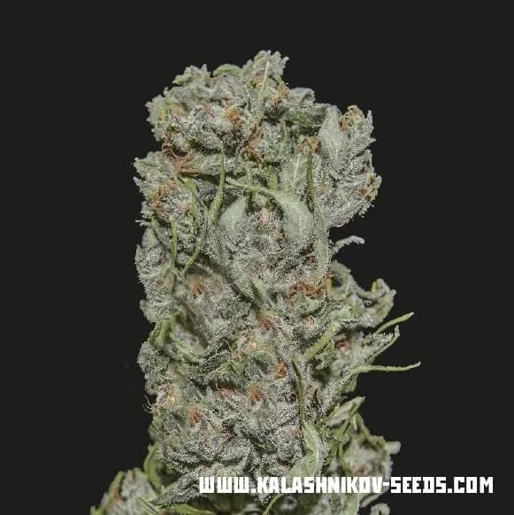 White Critical Express