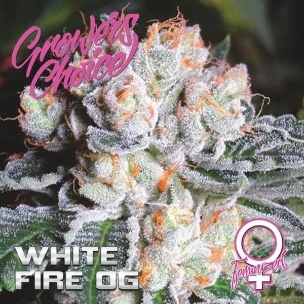 White Fire OG